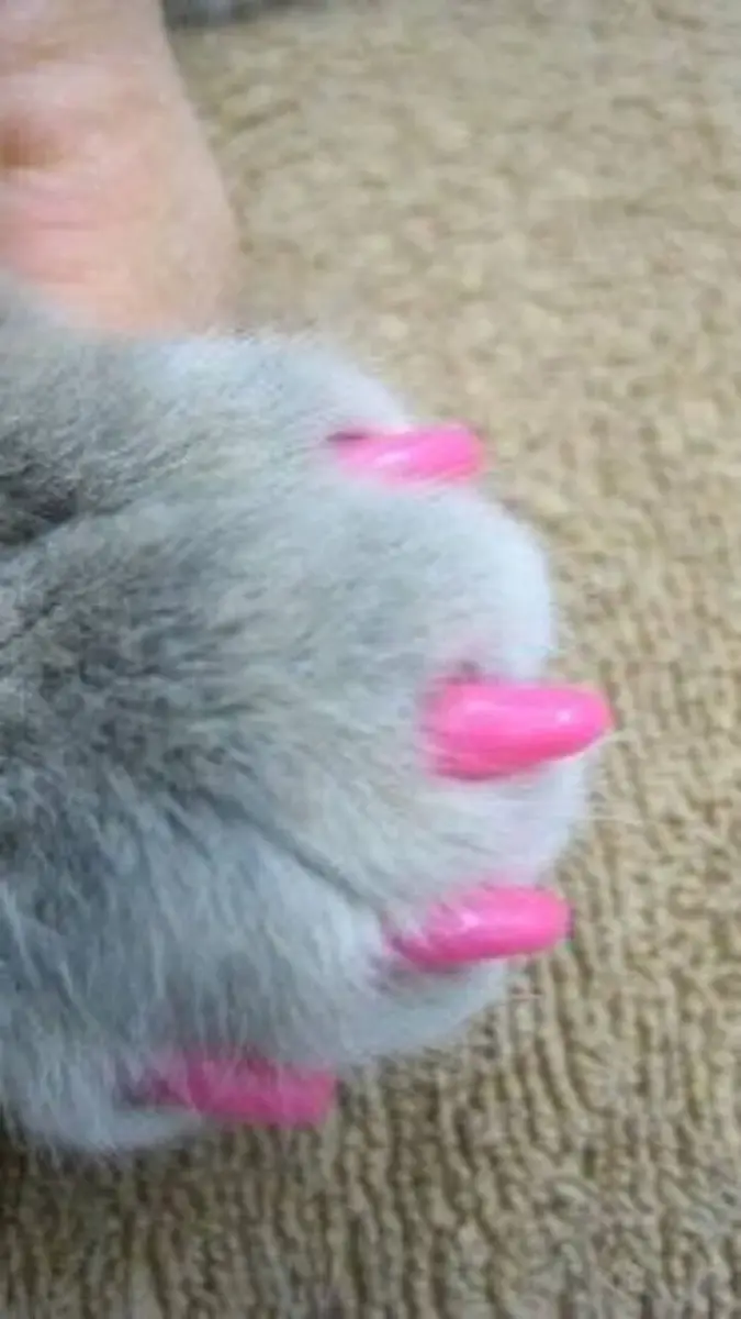 Patas de Gato Divertidas em Unhas Coloridas - detalhe
