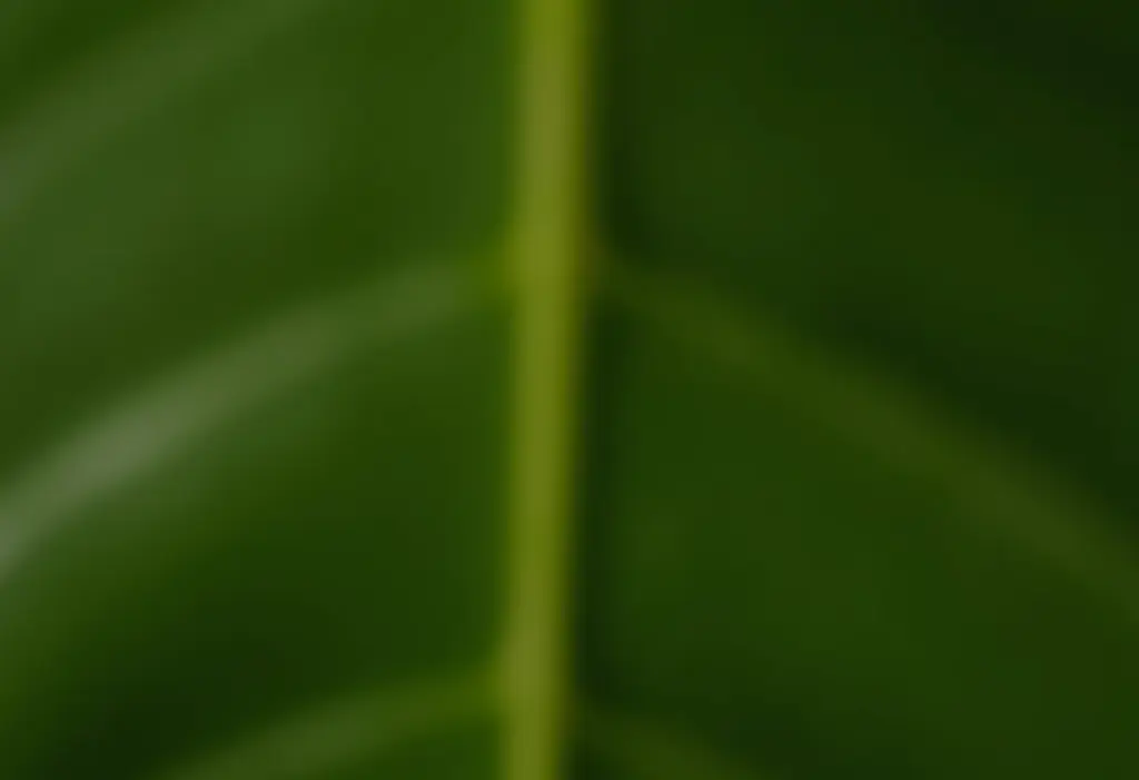 Mãos segurando folha de monstera com foco em unhas naturais