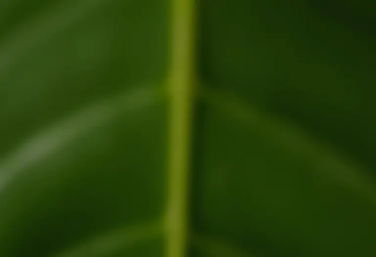 Mãos segurando folha de monstera com foco em unhas naturais