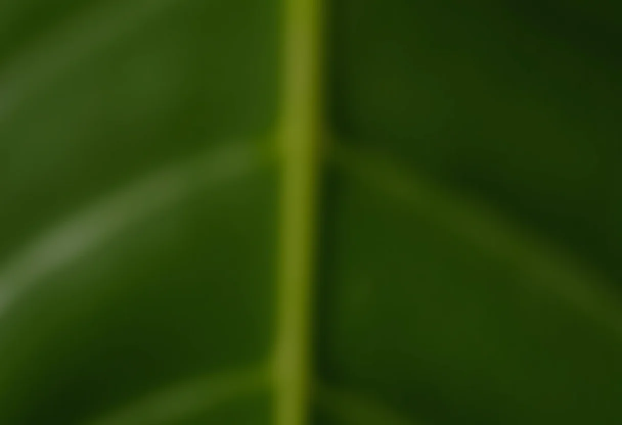 Mãos segurando folha de monstera com foco em unhas naturais
