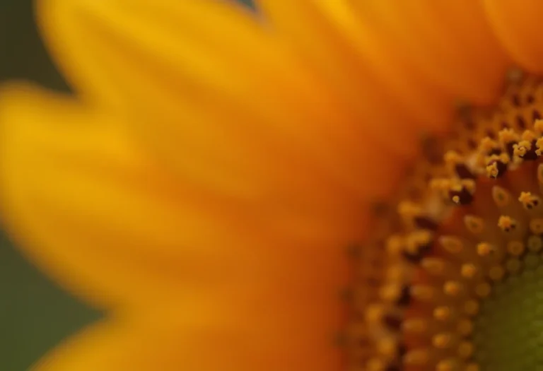 Unhas decoradas girassol com mãos segurando girassol.
