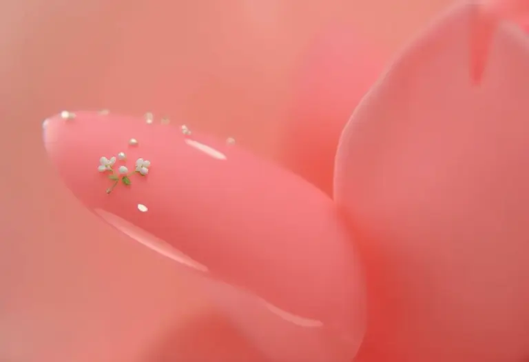 Unhas decoradas rosa pink segurando rosa.