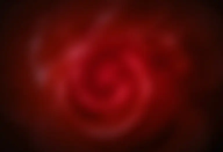 Unhas vermelho escuro segurando rosa vermelha