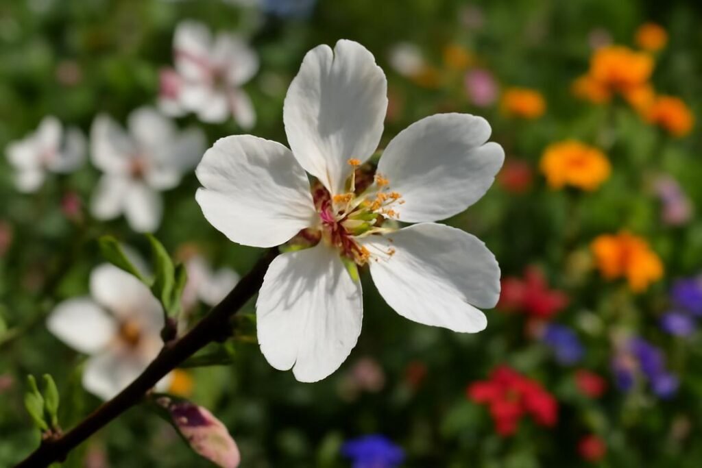 Amendoada com cloud dancer: o segredo para flores deslumbrantes